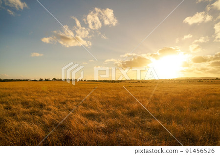 朝日（日落）和清新的草地風景 91456526