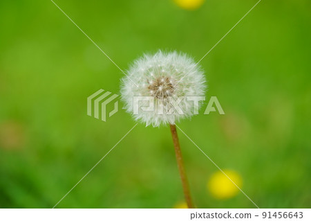 Dandelion fluff in Heijokyo, Nara 91456643
