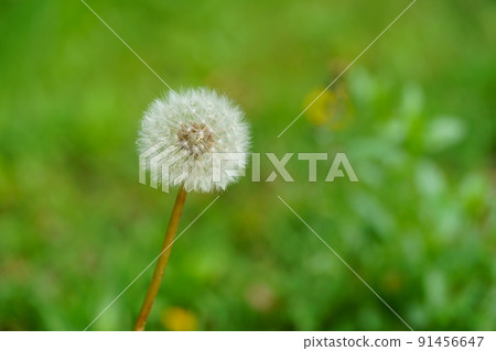 Dandelion fluff in Heijokyo, Nara 91456647
