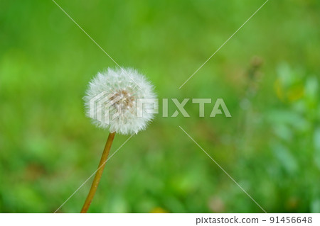 Dandelion fluff in Heijokyo, Nara 91456648