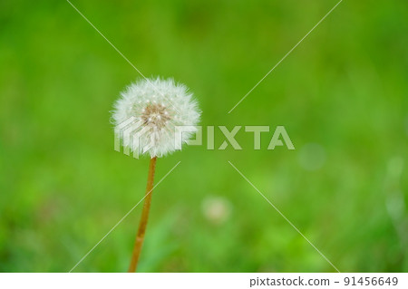 Dandelion fluff in Heijokyo, Nara Dandelion fluff in Heijokyo, Nara 91456649