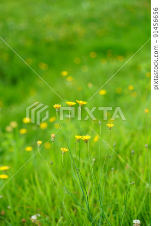 Nara Heijokyo, a refreshing flatweed field promenade Nara Heijokyo, a refreshing flatweed field promenade 91456656