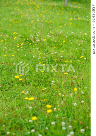 Nara Heijokyo, a refreshing flatweed field promenade Nara Heijokyo, a refreshing flatweed field promenade 91456657