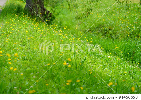 Nara Heijokyo, a refreshing flatweed field promenade Nara Heijokyo, a refreshing flatweed field promenade 91456658