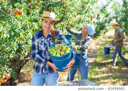 Three workers picking pears 91456981
