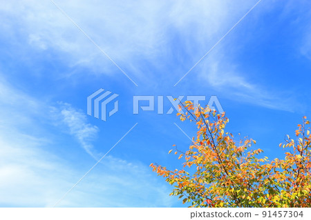 秋葉和天空 秋葉和天空 91457304