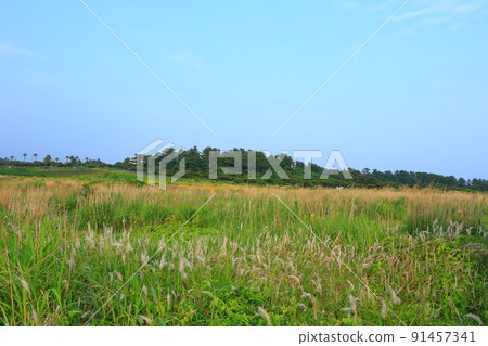 Daepodong columnar joint, columnar joint, wave, lava, tourist attraction, cliff, coast, field, pampas grass, Daepodong columnar joint, columnar joint, wave, lava, tourist attraction, cliff, coast, field, pampas grass, 91457341