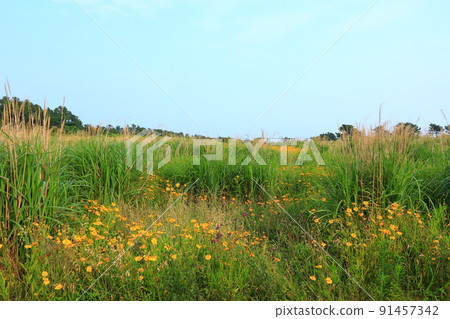 Daepodong columnar joint, columnar joint, wave, lava, tourist attraction, cliff, coast, field, pampas grass, 91457342