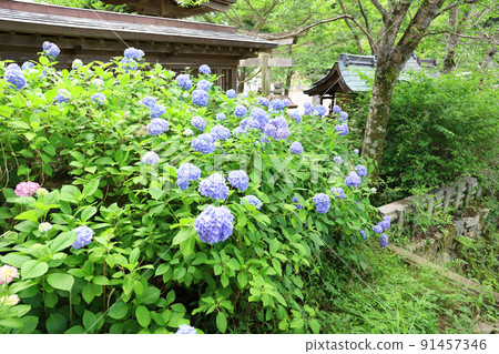 奈良縣坪坂寺 奈良縣坪坂寺 91457346