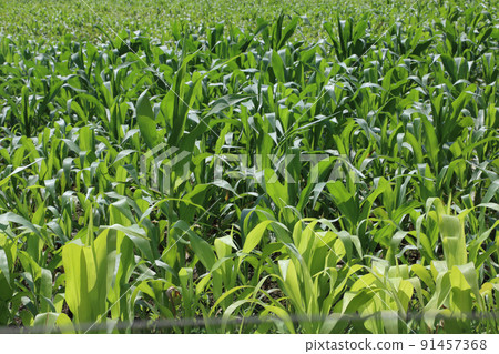 飼料作物 Solgo 91457368