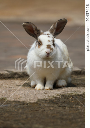 [Kaga City, Ishikawa Prefecture, Tsukiusagi no Sato, June] Mini rabbits relaxing in the sun 91457428