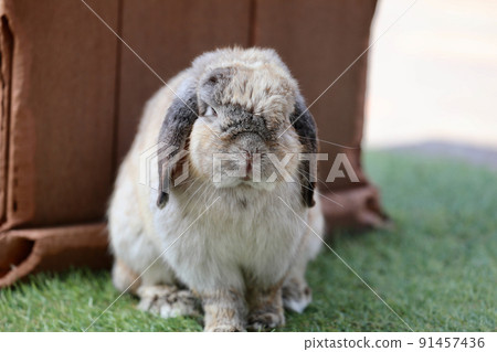[Kaga City, Ishikawa Prefecture, Tsukiusagi no Sato, June] Holland Lop standing leisurely 91457436