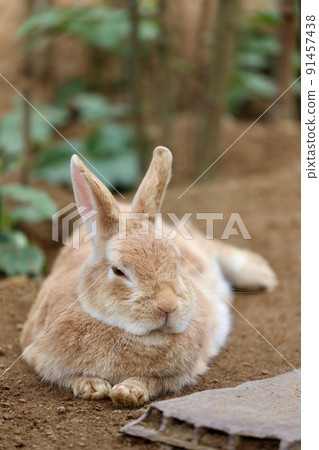 [Kaga City, Ishikawa Prefecture, Tsukiusagi no Sato, June] Mini rabbit resting in the shade of a tree 91457438