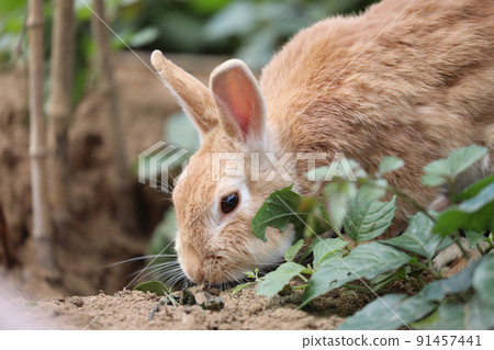 [Kaga City, Ishikawa Prefecture, Tsukiusagi no Sato, June] Mini rabbits eating food in the shade of trees 91457441