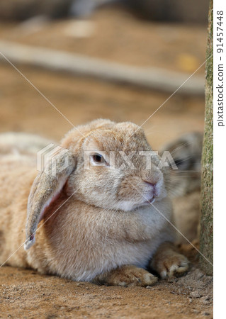 [Kaga City, Ishikawa Prefecture, Tsukiusagi no Sato, June] French Lop resting in the shade of a tree 91457448