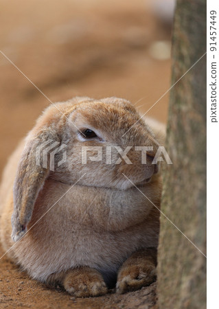 [Kaga City, Ishikawa Prefecture, Tsukiusagi no Sato, June] French Lop resting in the shade of a tree 91457449