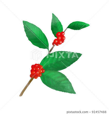 水彩紅咖啡豆的插圖 91457488