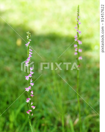 逃脫割草的中華螺旋藻 逃脫割草的中華螺旋藻 91457622