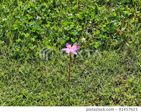 Pink rain lily flower 91457623