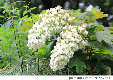 Oakleaf hydrangea in full bloom 91457631