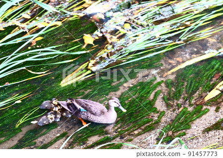 A duck with a child trying to escape from the rapids A duck with a child trying to escape from the rapids 91457773