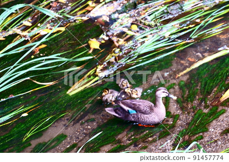 A duck with a child trying to escape from the rapids 91457774