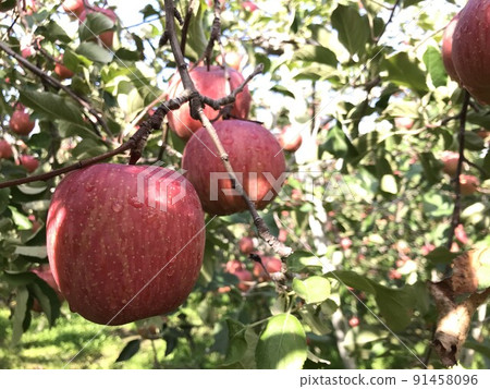 秋天蘋果樹 91458096