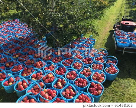 Harvesting Fuji apples 91458102