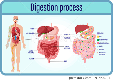 Digestion anddigestion cells and small intestine 91458205
