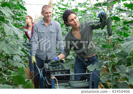 Three workers picking cucumbers Three workers picking cucumbers 91458406