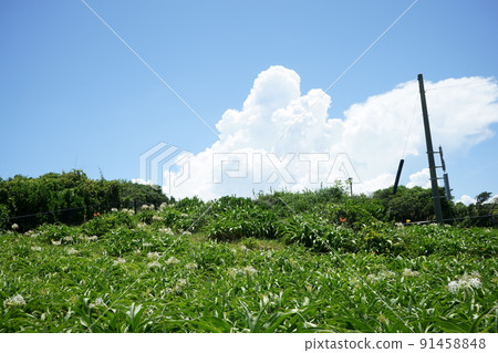 Sunflowers spreading in front of you 91458848