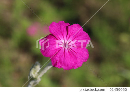 Pink rose campion flowers blooming in the park in early summer 91459060