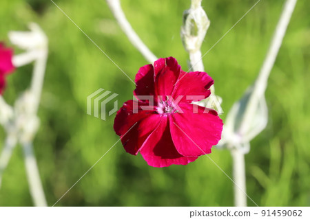 Pink rose campion flowers blooming in the park in early summer Pink rose campion flowers blooming in the park in early summer 91459062