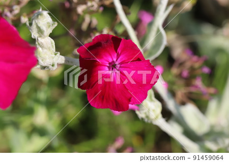 Pink rose campion flowers blooming in the park in early summer 91459064