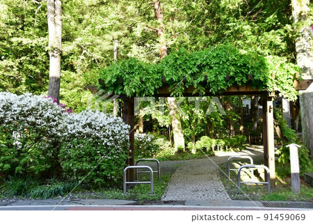 長野縣下諏訪町諏訪大社下社秋宮千尋社入口和新綠 91459069