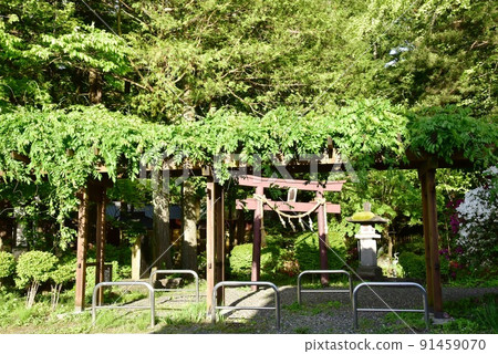 長野縣下諏訪町諏訪大社千尋神社和秋宮的新鮮綠色 長野縣下諏訪町諏訪大社千尋神社和秋宮的新鮮綠色 91459070