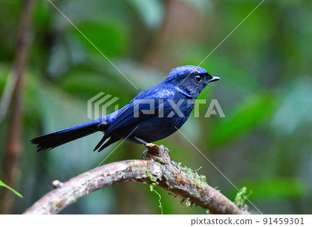 Beautiful dark blue bird, Large niltava, living in the rainforests of Southeast Asia such as Thailand and Malaysia 91459301