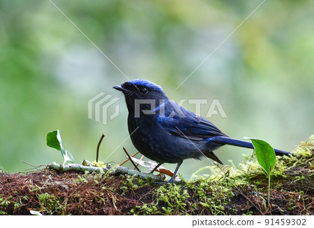 Beautiful dark blue bird, Large niltava, living in the rainforests of Southeast Asia such as Thailand and Malaysia 91459302