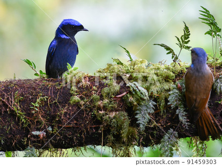 Beautiful dark blue bird, Large niltava, living in the rainforests of Southeast Asia such as Thailand and Malaysia 91459303