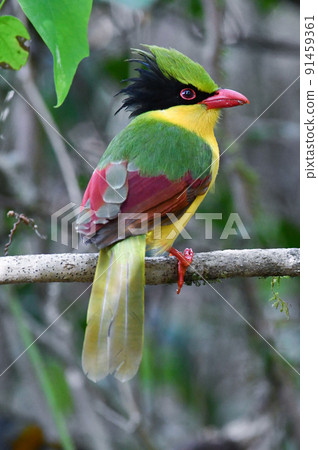 Indochina Hexane, a beautiful yellow-green and red bird found in the jungle of Vietnam's national park 91459361