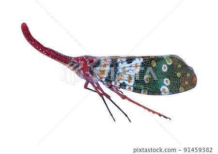 Pyrops candelaria or Lantern bug on white background 91459382