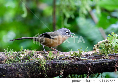 A rare bird barwing found in the plateaus of Vietnam A rare bird barwing found in the plateaus of Vietnam 91459727
