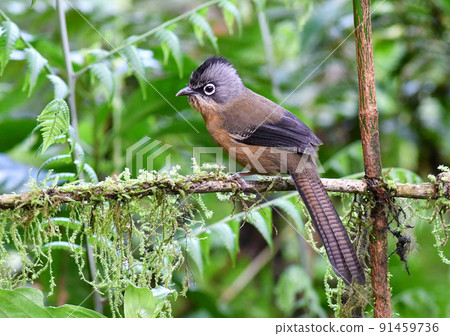 A rare bird barwing found in the plateaus of Vietnam A rare bird barwing found in the plateaus of Vietnam 91459736