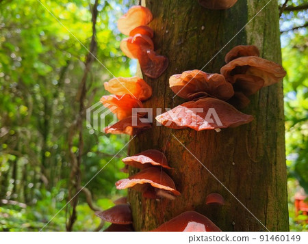 Wild Kikurage 91460149