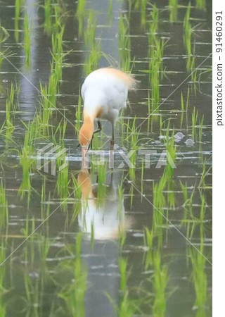 牛背鷺和稻田 91460291