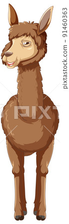 An alpaca on white background An alpaca on white background 91460363