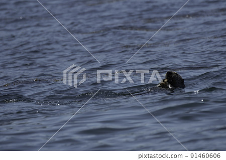 海獺吃螃蟹 海獺吃螃蟹 91460606