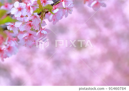 Beautiful pink flower, Sakura Kawazu Sakura Beautiful pink flower, Sakura Kawazu Sakura 91460784