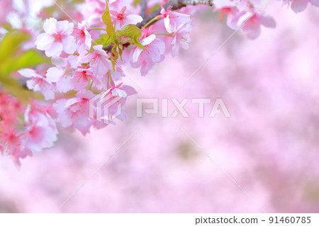 Beautiful pink flower, Sakura Kawazu Sakura Beautiful pink flower, Sakura Kawazu Sakura 91460785