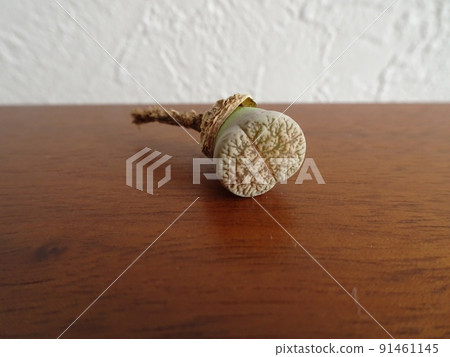 多肉植物4型生石花苗組郵寄送達照片 91461145
